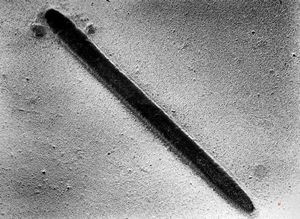 oral saprophytic bacterium oral saprophytic bacterium